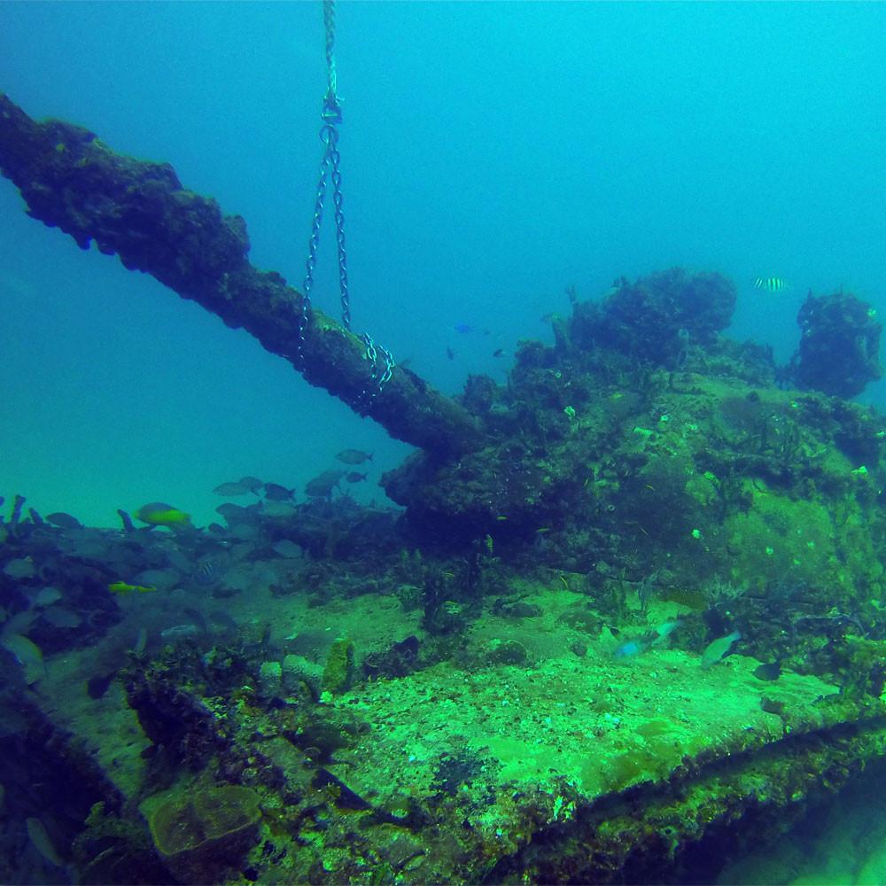 underwater view of a forest