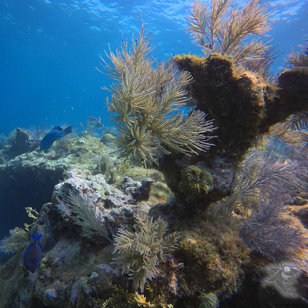 underwater view of a large rock