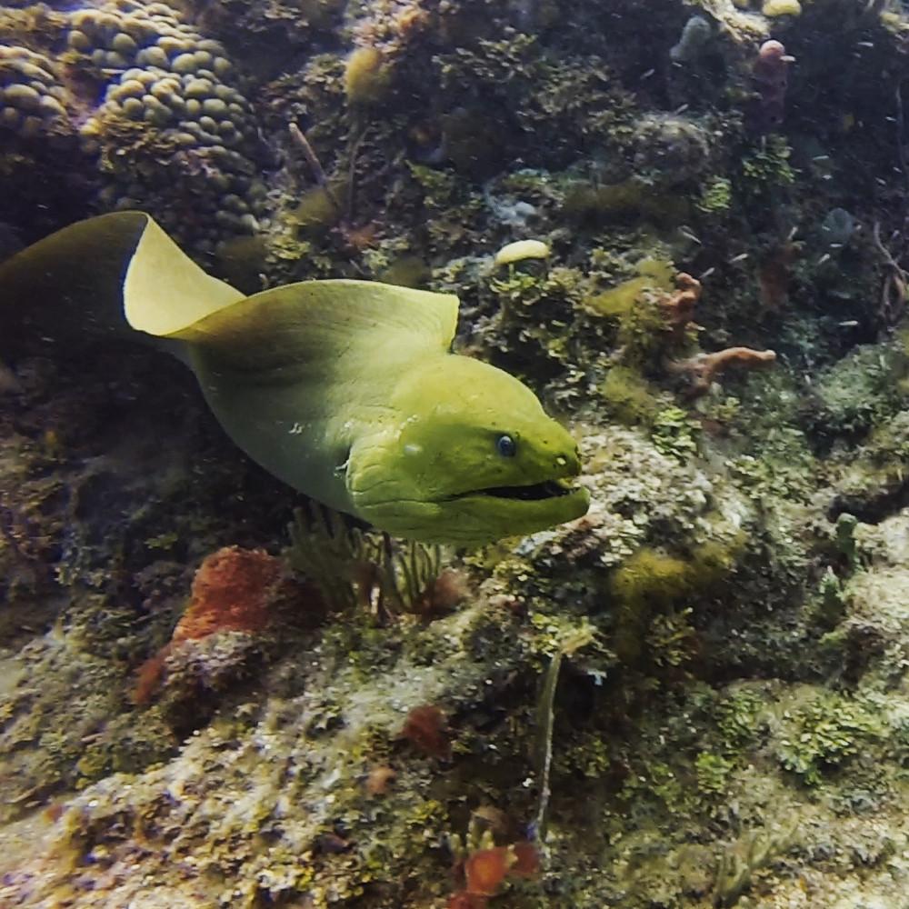 a fish swimming under water
