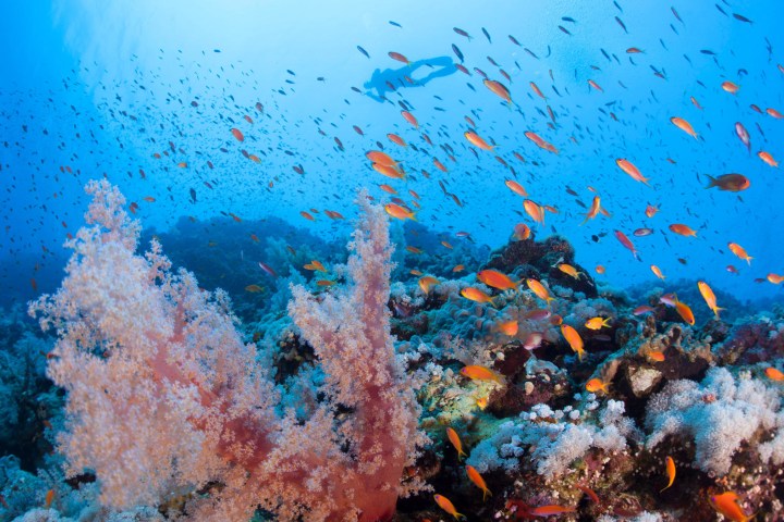 underwater view of a coral
