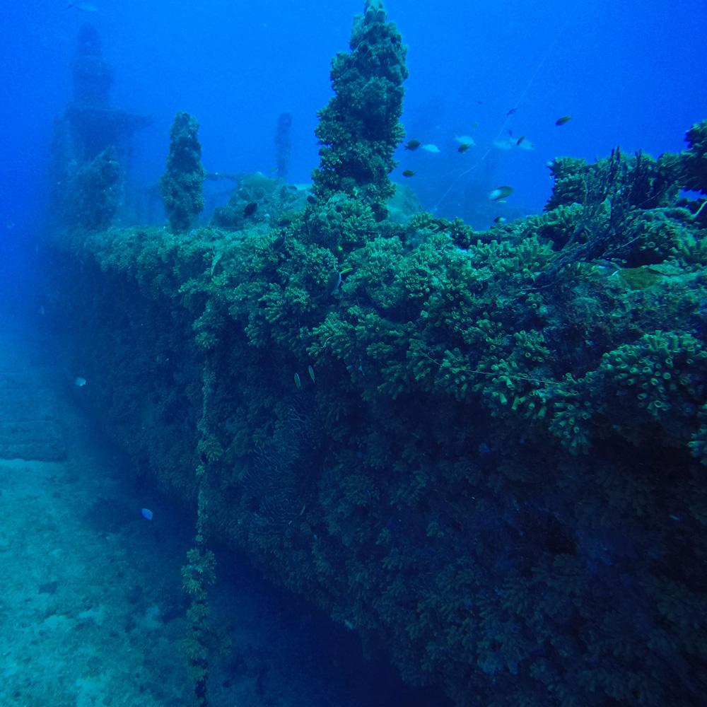 underwater view of a coral