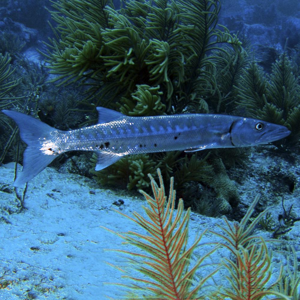 Reel Guides A small barracuda swimming along the ocean floor, one of the scariest fish in the ocean