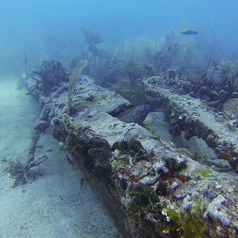 underwater view of a coral