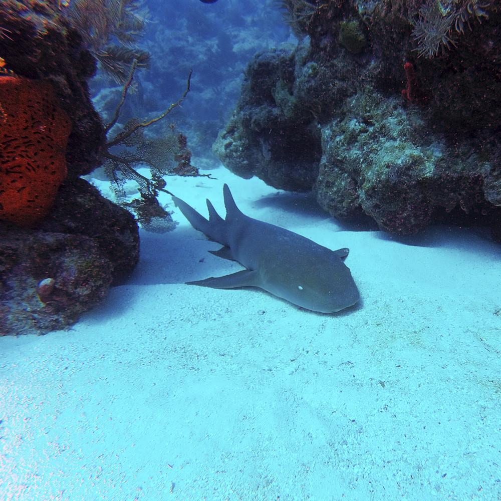 nurse_ae58842d-1516-4427-8d80-cb3c0586f8d2_5000x a group of fish in the water