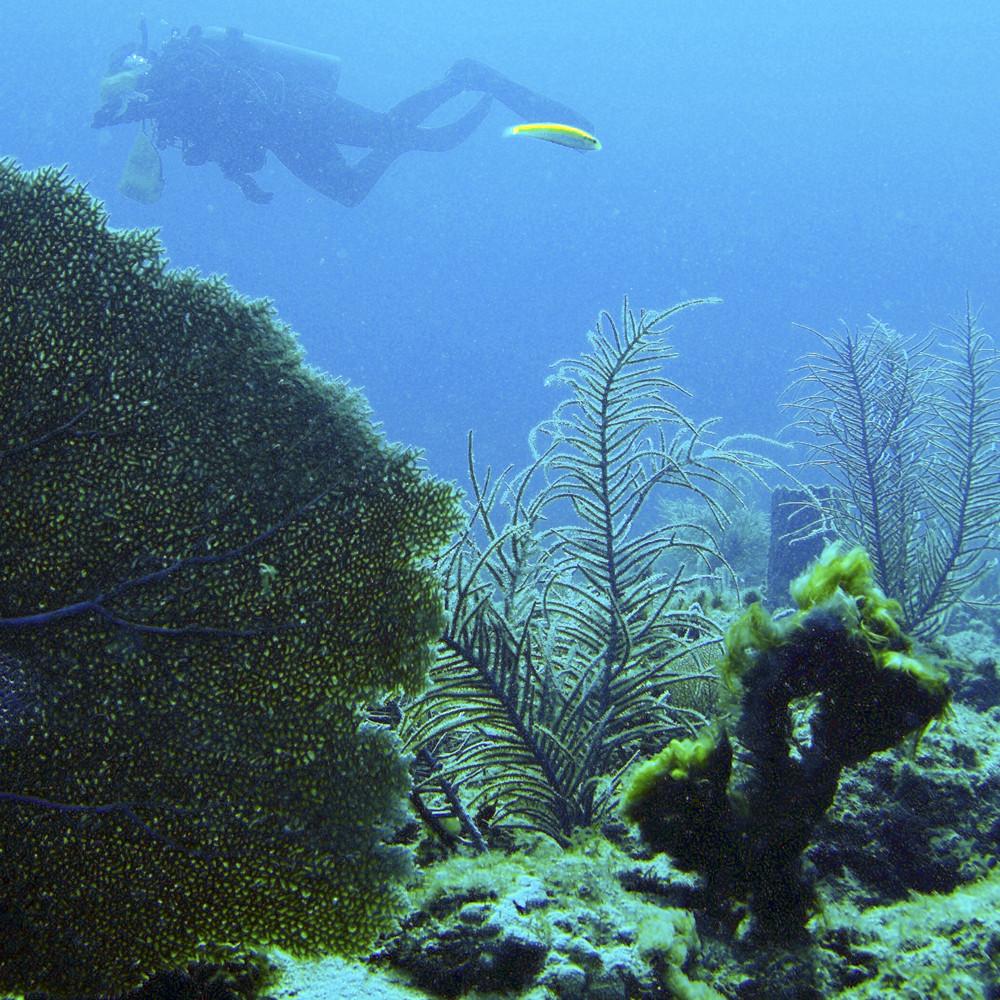 a close up of a coral