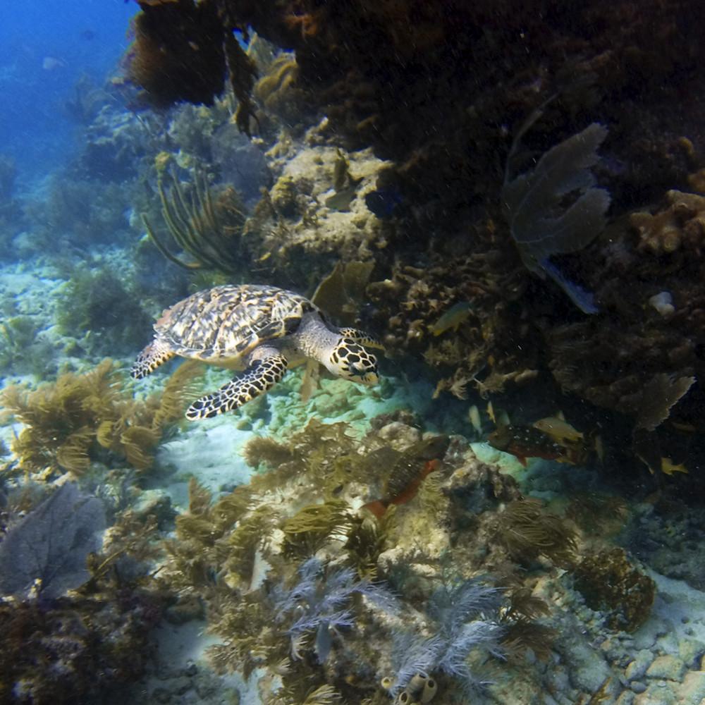 underwater view of a large rock